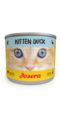 Kitten Duck wet